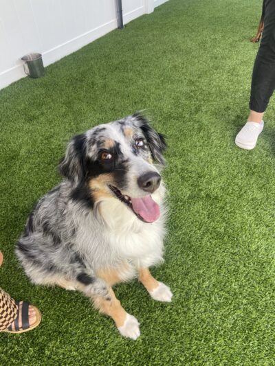 Paws at Play - Orange, CA