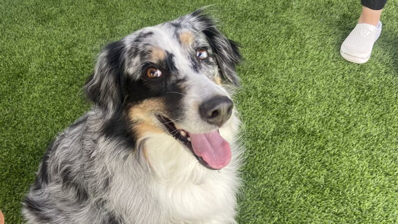 Paws at Play - Orange, CA