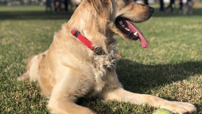 Yorba Park - Orange, CA
