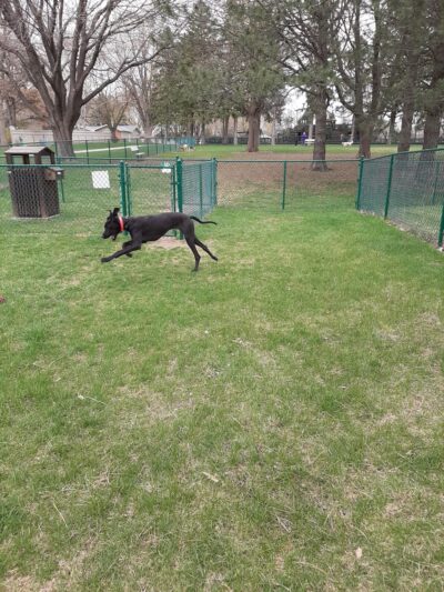 Orange City Dog Bark Park - Orange City, IA