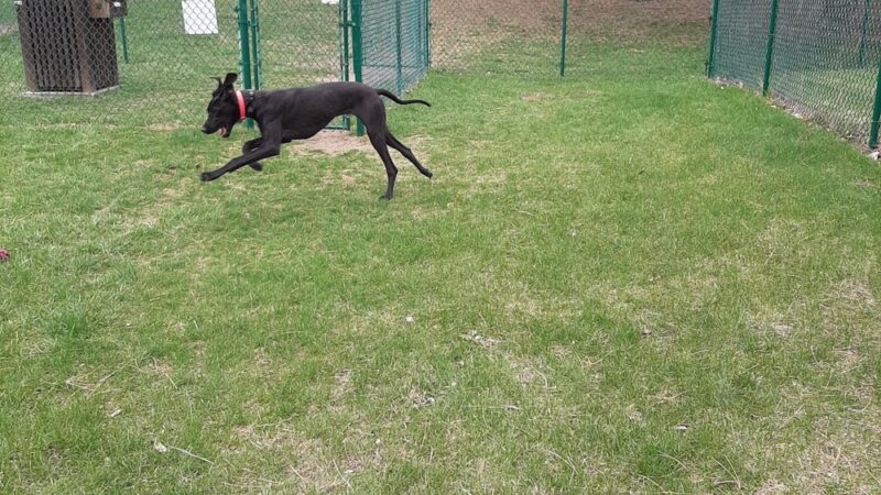 Orange City Dog Bark Park - Orange City, IA