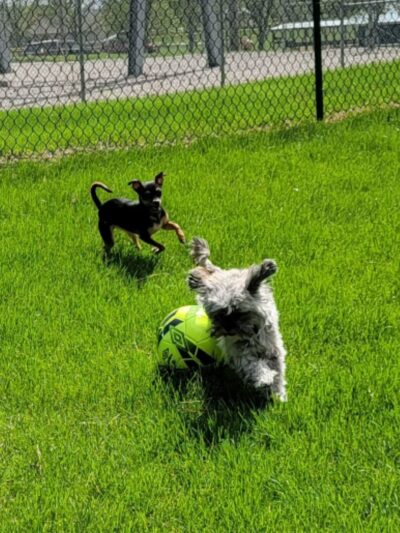 Orange City Dog Bark Park - Orange City, IA