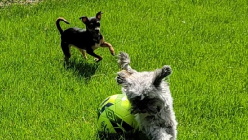 Orange City Dog Bark Park - Orange City, IA