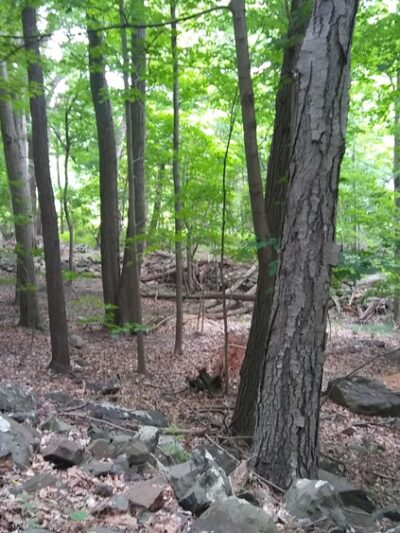 Buttermilk Falls County Park - Orangeburg, NY