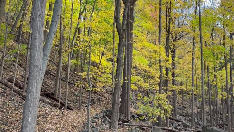 Buttermilk Falls County Park - Orangeburg, NY