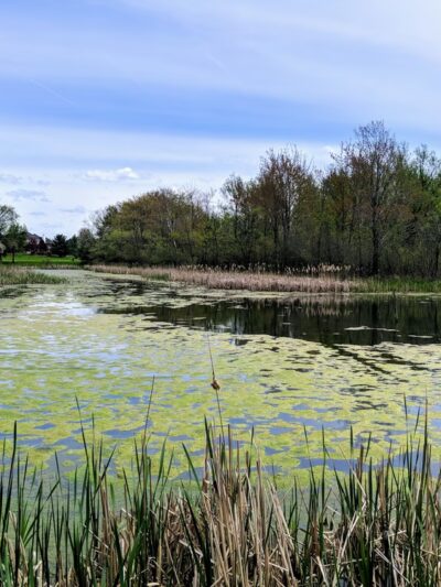 Birdsong Parklands - Orchard Park, NY