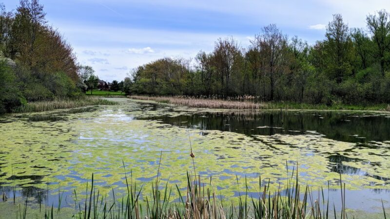Birdsong Parklands - Orchard Park, NY