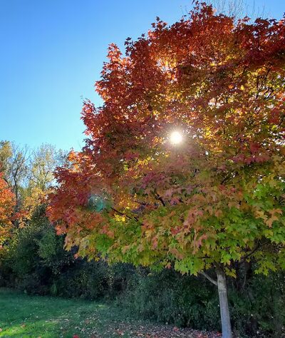 Birdsong Parklands - Orchard Park, NY