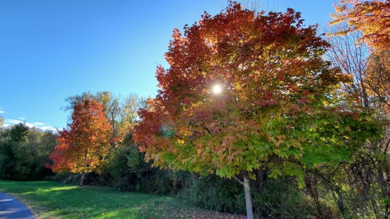 Birdsong Parklands - Orchard Park, NY