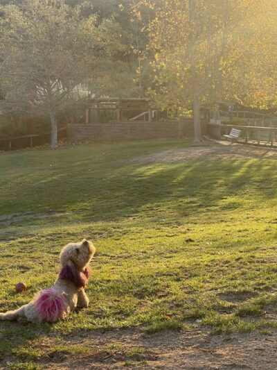 Dog Park at Orcutt Community Park - Orcutt, CA