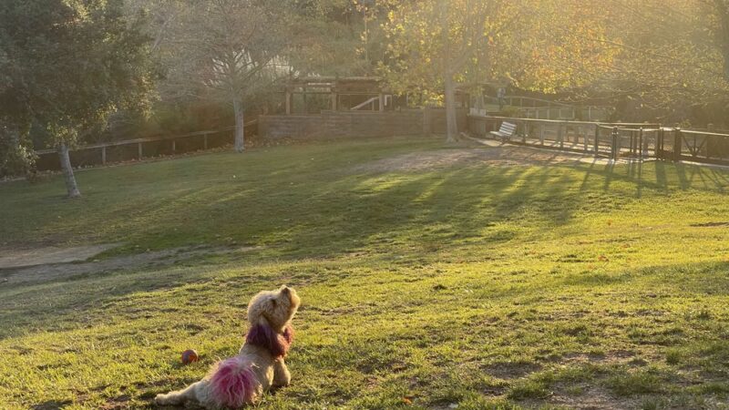 Dog Park at Orcutt Community Park - Orcutt, CA