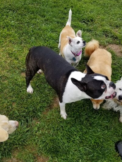Dog Park at Orcutt Community Park - Orcutt, CA