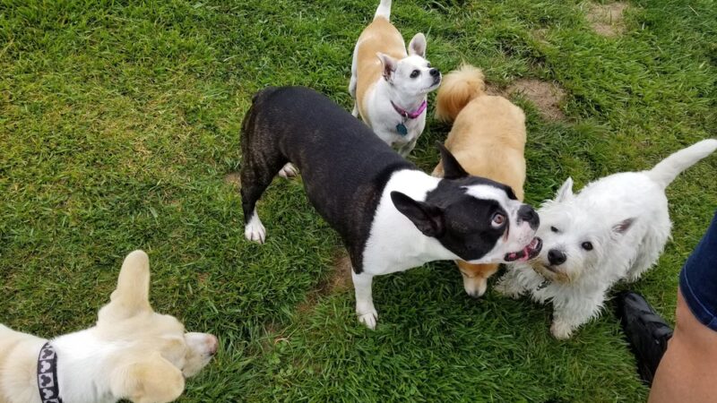 Dog Park at Orcutt Community Park - Orcutt, CA