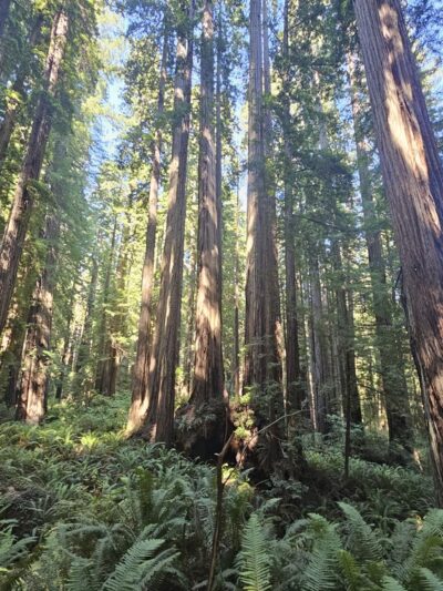 Cal-Barrel Road Trailhead (Pet-friendly) - Orick, CA