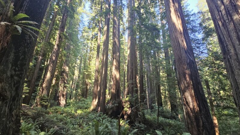 Cal-Barrel Road Trailhead (Pet-friendly) - Orick, CA