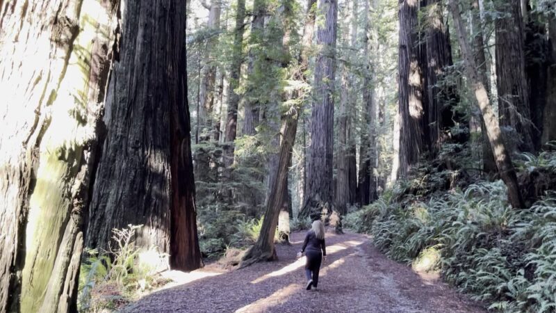 Cal-Barrel Road Trailhead (Pet-friendly) - Orick, CA