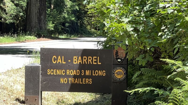 Cal-Barrel Road Trailhead (Pet-friendly) - Orick, CA