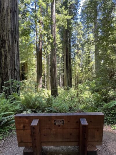 Cal-Barrel Road Trailhead (Pet-friendly) - Orick, CA