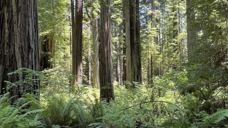 Cal-Barrel Road Trailhead (Pet-friendly) - Orick, CA