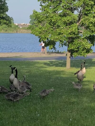 Centennial Park, Orland Park - Orland Park, IL