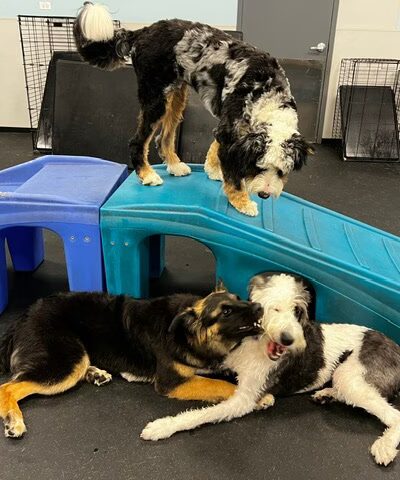 Dogtopia of Orland Park - Orland Park, IL