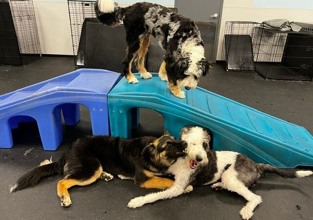 Dogtopia of Orland Park - Orland Park, IL