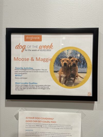Dogtopia of Orland Park - Orland Park, IL