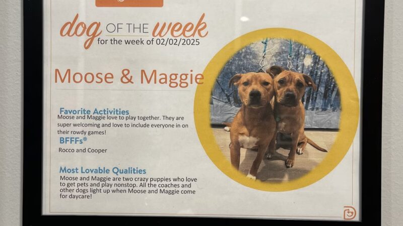 Dogtopia of Orland Park - Orland Park, IL