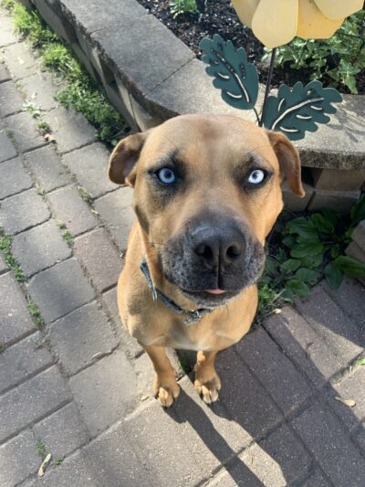 Half-Way Home Animal Rescue - Orland Park, IL