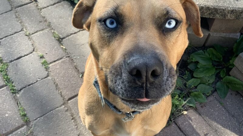 Half-Way Home Animal Rescue - Orland Park, IL