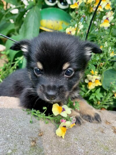 Half-Way Home Animal Rescue - Orland Park, IL