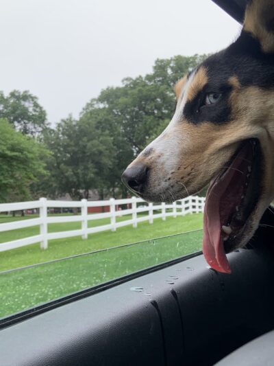 Half-Way Home Animal Rescue - Orland Park, IL