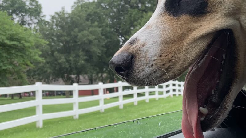 Half-Way Home Animal Rescue - Orland Park, IL