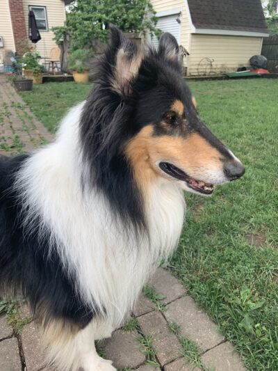 Half-Way Home Animal Rescue - Orland Park, IL