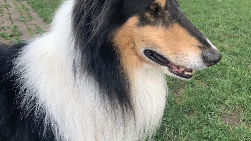 Half-Way Home Animal Rescue - Orland Park, IL