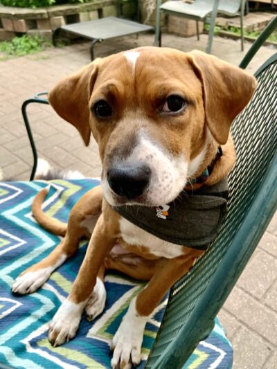 Half-Way Home Animal Rescue - Orland Park, IL