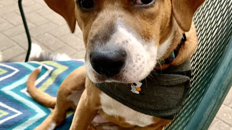 Half-Way Home Animal Rescue - Orland Park, IL