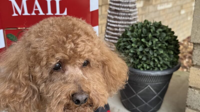 Sassy Paws/Absolutely Pawfect Orland Park - Orland Park, IL