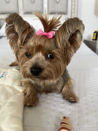 Sassy Paws/Absolutely Pawfect Orland Park - Orland Park, IL