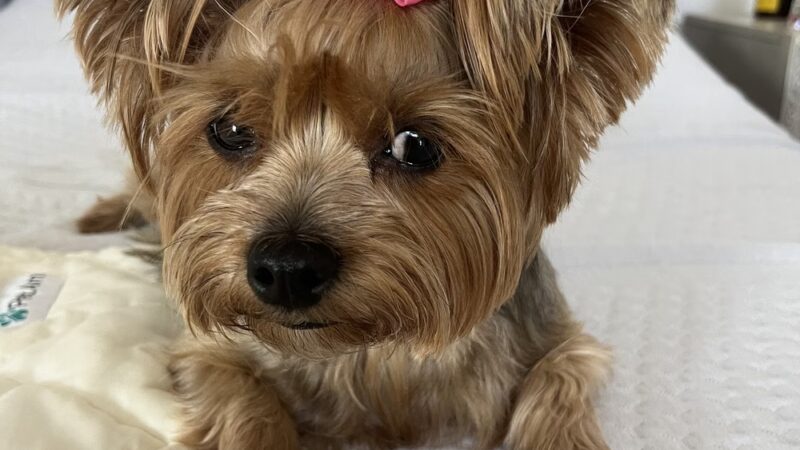 Sassy Paws/Absolutely Pawfect Orland Park - Orland Park, IL