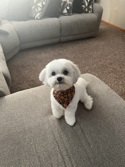 Sassy Paws/Absolutely Pawfect Orland Park - Orland Park, IL