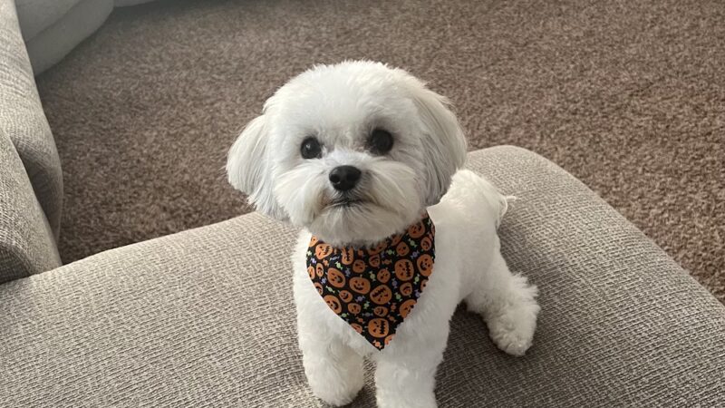Sassy Paws/Absolutely Pawfect Orland Park - Orland Park, IL