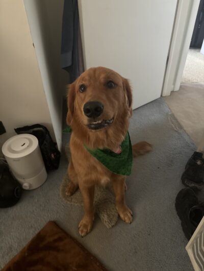 Sassy Paws/Absolutely Pawfect Orland Park - Orland Park, IL