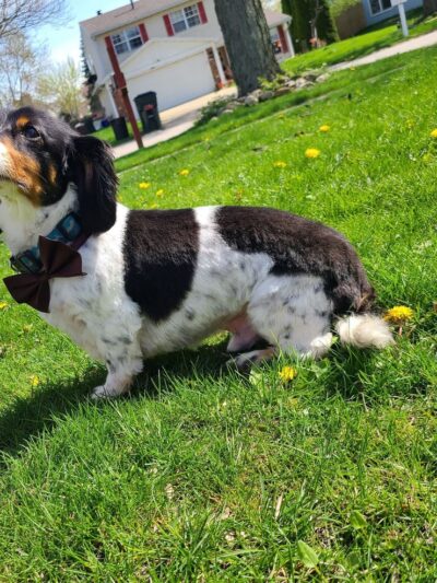 Sassy Paws/Absolutely Pawfect Orland Park - Orland Park, IL