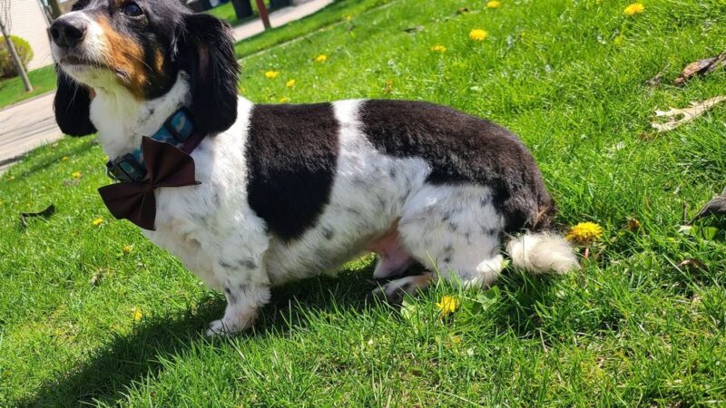 Sassy Paws/Absolutely Pawfect Orland Park - Orland Park, IL