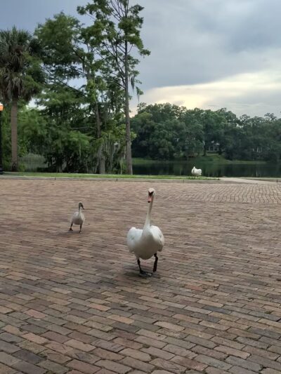 Cherokee Park - Orlando, FL