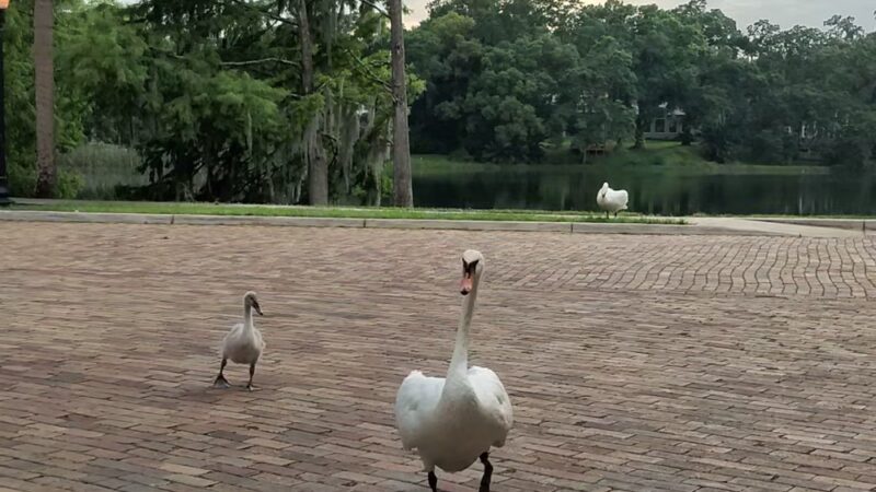 Cherokee Park - Orlando, FL