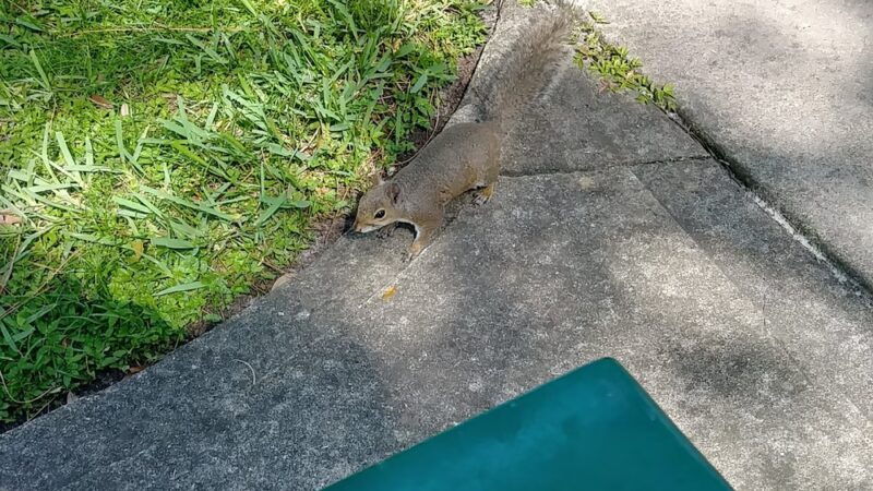 Dartmouth Park - Orlando, FL