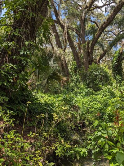 Dickson Azalea Park - Orlando, FL