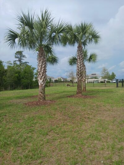 Dog Park - Orlando, FL